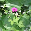Geranium hybrida Ann Folkard